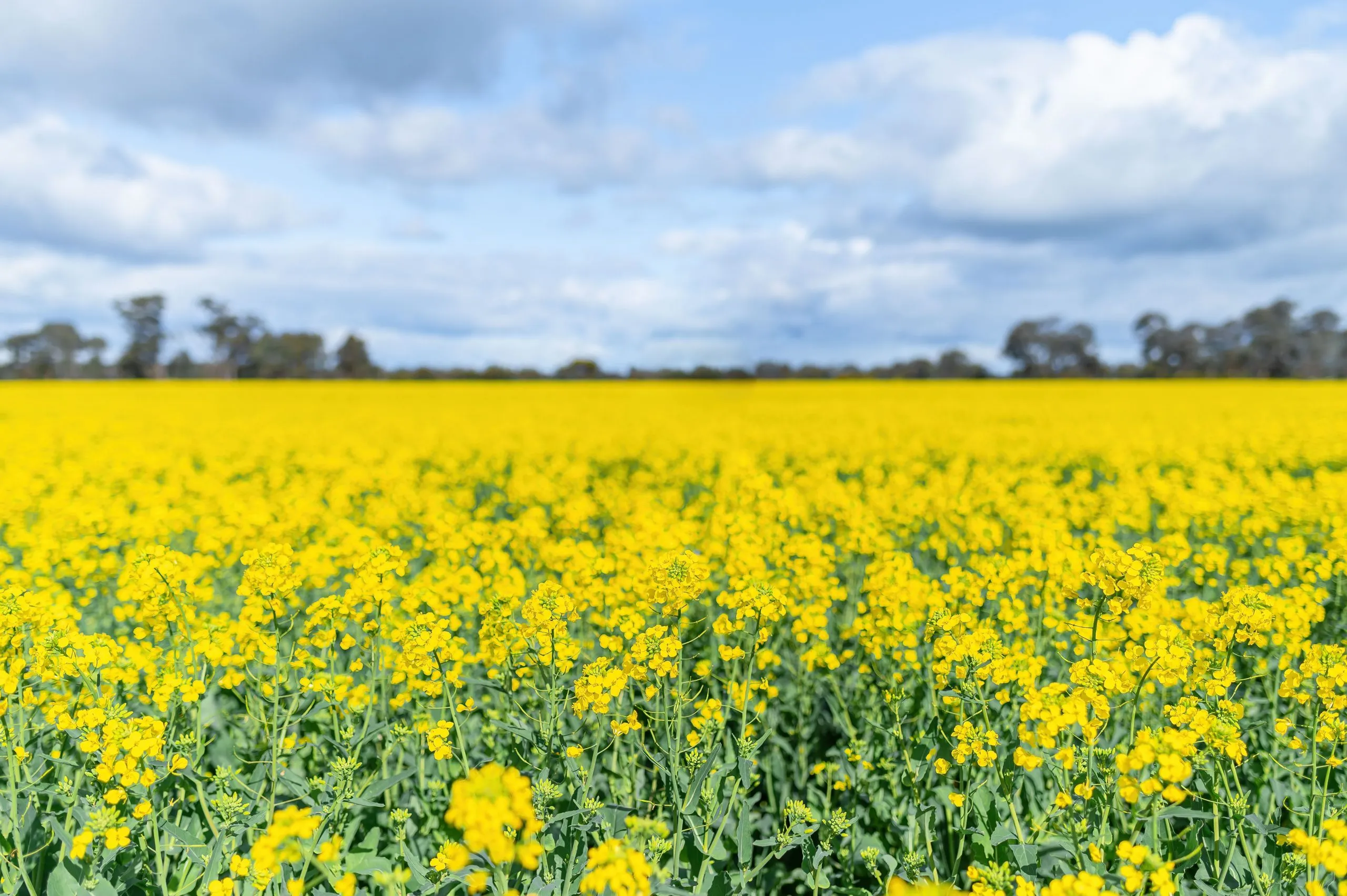 canola walk
