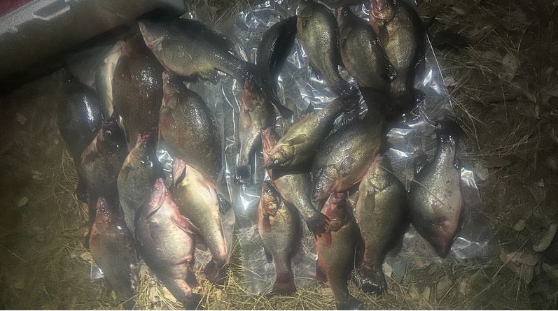 非法捕撈的金鱸魚