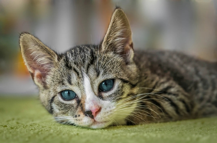 猫