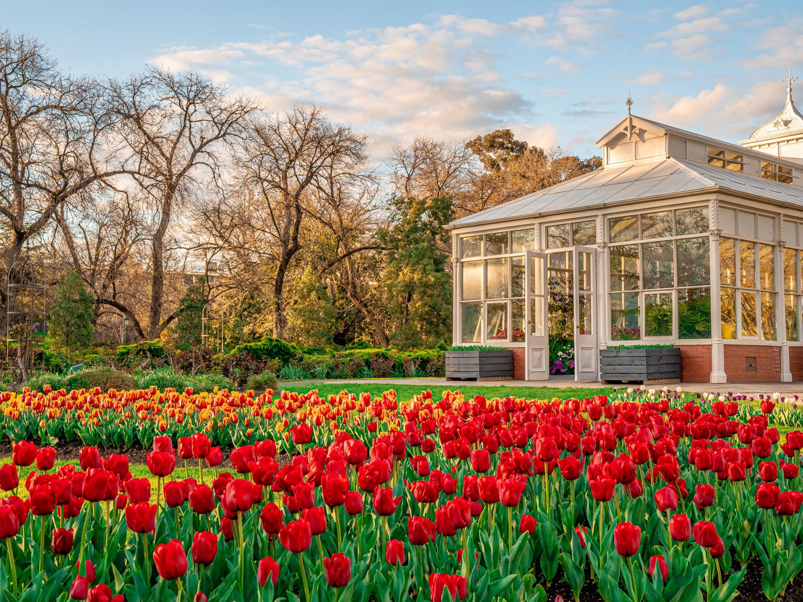 Bendigo Annual Tulip Display