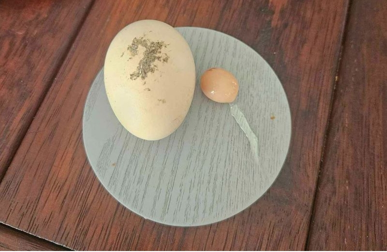 蛋中蛋