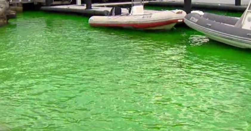 海水变成绿色