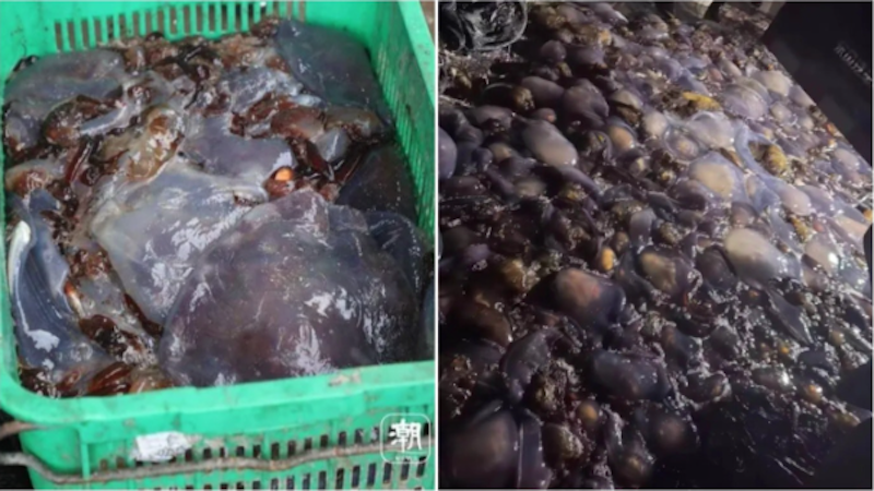 浙江发电厂被大量海蜇入侵