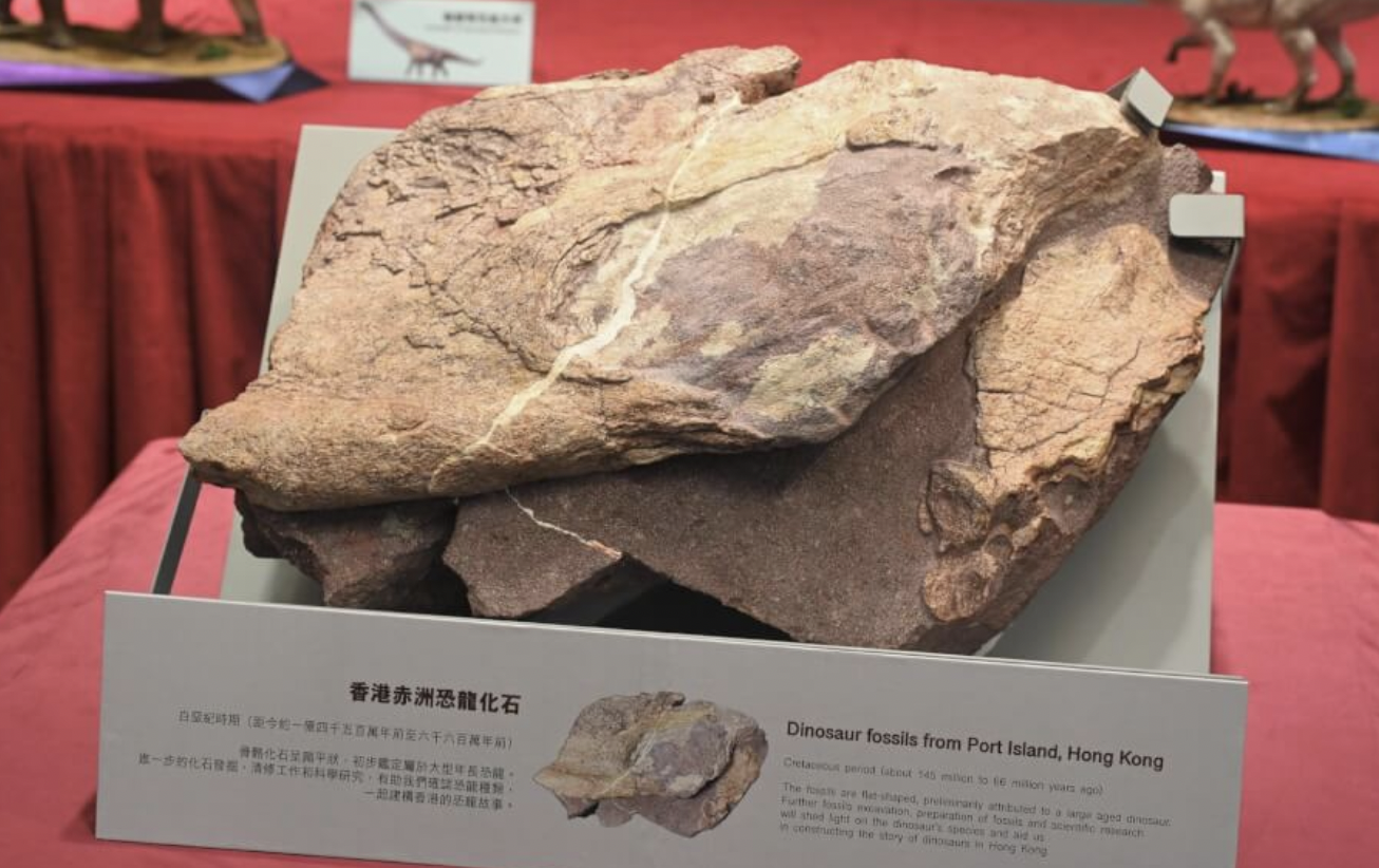 图为香港联合国教科文组织世界地质公园范围内的赤洲发现的恐龙化石