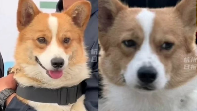 哥基警犬福仔